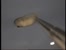 [thumbnail of Touch response of an early tailbud Xenopus embryo injected with n1-src morpholinos]