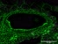 [thumbnail of Supp Movie 1_Presence of chondroitin sulphate and requirement for heparan sulphate biosynthesi.AVI]