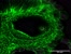 [thumbnail of Supp Movie 2_Presence of chondroitin sulphate and requirement for heparan sulphate biosynt.AVI]