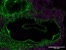 [thumbnail of Supp Movie 3_Presence of chondroitin sulphate and requirement for heparan sulphate biosynthesi.AVI]