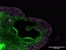 [thumbnail of Supp Movie 4_Presence of chondroitin sulphate and requirement for heparan sulphate biosynthesi.AVI]