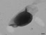 [thumbnail of Chapter 5 -  Video 5.1 Tilt series of C. sporogenes endospores]