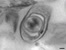 [thumbnail of Chapter 5 - Video 5.4 Tilt series of 300nm C. sporogenes endospore section]