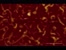 [thumbnail of Video images of protein-DNA interactions]