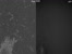 [thumbnail of Time lapse video 3 of ENS progenitors_Phase contrast_eGFP]