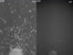 [thumbnail of Time lapse video 1 of ENS progenitors_Phase contrast_eGFP]
