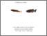 [thumbnail of Thesis by Wafa Abudayah, 2024.pdf]